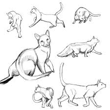 Cat Drawing Reference And Sketches For Artists Cat Drawing Cat Pose Cat Anatomy