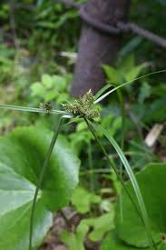 Image result for Cyperaceae