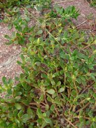 Writer michael pollan even described it as one of the two most nutritious wild edible plants, along with lamb's quarters, in his book in defense of food: Purslane Pictures Flowers Leaves Identification Portulaca Oleracea
