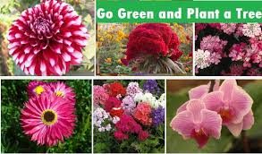 We did not find results for: Go Green And Plant A Tree Winter Season Flowers In India Facebook