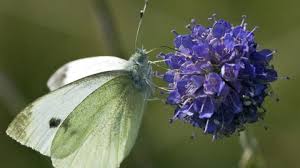 You know when you see one it is time to grow and be the official name of the white butterfly is piers rapae and this is known in europe as the small. Small White The Wildlife Trusts