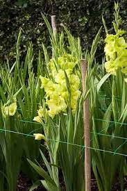 Gladioli Green Star Plants Gladiolus Garden Bulbs