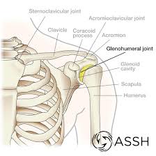 You just clipped your first slide! Body Anatomy Upper Extremity Joints The Hand Society
