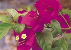 Buy bougainvillea 'don fernando' from westdale nurseries. Bougainvillea Don Fernando Blooms Dark Red With An Orange Tinge Tropical Zone 9