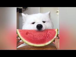 May 22, 2021 · the benefits of watermelon for dogs? Asmr Dog Eating Watermelon I Mayasmr Youtube