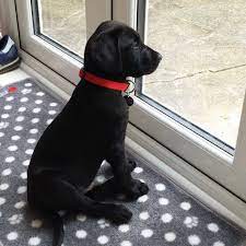 Puppies under 6 months of age are available for virtual adoption appointments! Our Boy Hooper As A Puppy A Labrador Retriever Pinterest Labradorretriever Labrador Puppy Pet Dogs Labrador Retriever