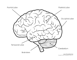 Insan Beyni Eume Sinirbilim 003 Sayfa Boyama Human Brain Diagram Brain Diagram Brain Anatomy