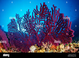 Image result for Moraea clavata