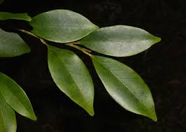 Image result for Cryptocarya liebertiana