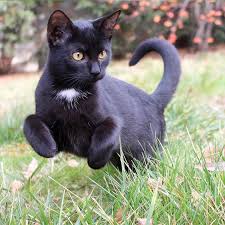 Possibly an orange cat, chester is the perfect. Pin By Alonso B On Cats In 2020 Cute Cat Names Grey Cat Names Boy Cat Names