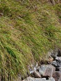 Image result for Themeda triandra