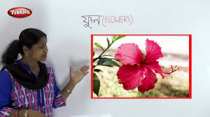 Preschool Bengali Bengali Flowers Name Flowers Name In Bengali Flowers Names Youtube