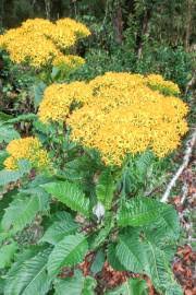 Image result for Tarchonanthus camphoratus