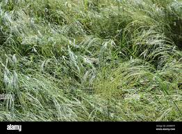 Image result for Eragrostis tef