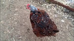 Dorene Weinstein (@dweinste1)