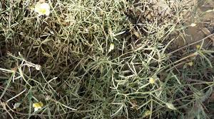 Image result for Cienfuegosia digitata