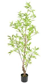 Image result for Plerandra