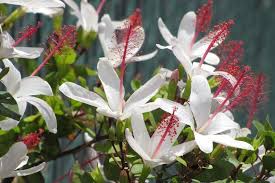 Image result for Hibiscus seineri