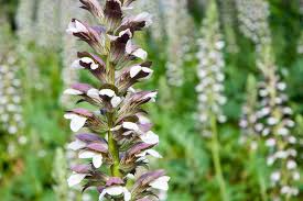 Image result for Acanthus