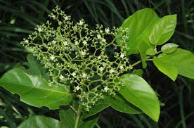 Image result for Premna velutina