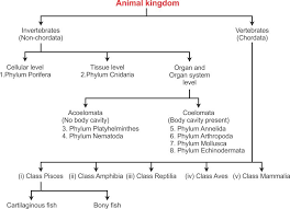 77 extraordinary flow chart of invertebrates