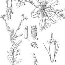 Image result for Litogyne gariepina
