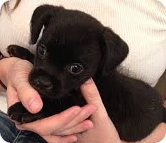 There are so many loving adoptable pets right in your community waiting for a family to call their own. Palmdale Ca Chihuahua Shih Tzu Mix Meet Reily A Puppy For Adoption Chihuahua Puppy Adoption Pet Adoption