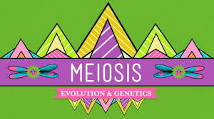 Night shyamalan's 'old' proves time is the most valuable thing we have Meiosis Definition Purpose Stages Applications With Diagram