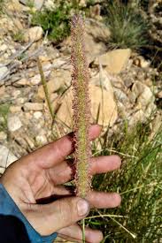 Image result for Cenchrus caudatus