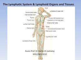 The Lymphatic System Lymphoid Organs And Tissues Lymphatic System Lymphatic Thoracic Duct