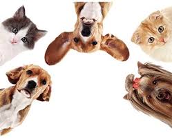 Local to all of dfw, texas! Pet Projects The Pet Industry Paws It Forward Industry Profiles Petproductnews Com