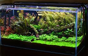 Enjoy the factory prices on the professionally crafted corrugated water 50 gallon storage tank. 50 Gallon Fish Tank Cheap Buy Online
