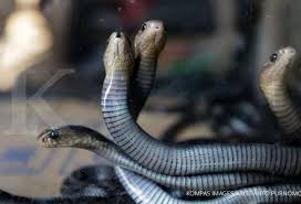 Padahal, garam saja tak cukup untuk mencegah hewan liar seperti ular agar tidak masuk ke dalam rumah. Hati Hati Ular Masuk Rumah Saat Musim Hujan Ini 4 Cara Mudah Mengusirnya