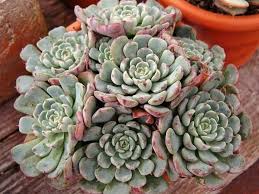 Image result for Humularia minima