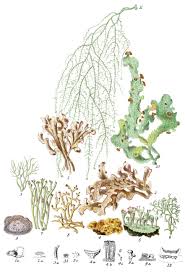 Emuaid defeats severe lichen sclerosus and improves appearance within hours. Lichenaceae The Lichen Tribe Illustrations Of The Natural Orders Of Plants