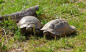 These detailed reviews on each pick will let you understand the product in terms of. Greek Tortoise Care Guide Tortoise Forum
