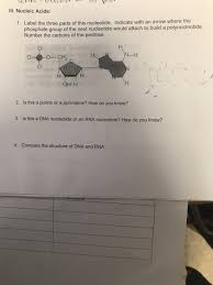 Pentose sugar (deoxyribose in dna and ribose sugar in rna.) · 2. Draw And Label The Three Parts Of A Nucleotide Pensandpieces