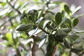 Are Jade Plants Poisonous To Dogs Hunker Jade Plants Plants Poisonous To Dogs Plant Care Houseplant