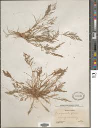 Image result for Eragrostis porosa