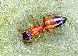 Image result for Anthephora cristata