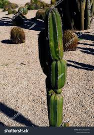 Image result for Lophocereus marginatus