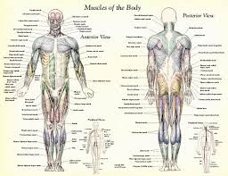 The muscles labelled in the anterior muscles diagram shown above are listed in bold in the following table Muscle Anatomy Muscles Body Labeled Biological Science Picture Directory Pulpbits Net