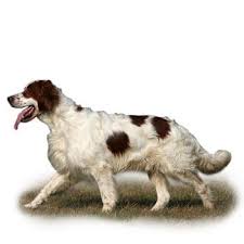 Image result for irský červenobílý setr