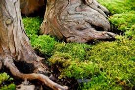 How to grow a moss lawn. Growing Moss How To Grow Moss In The Garden