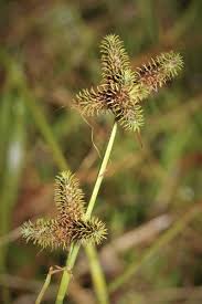 Image result for Fuirena pubescens