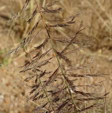 Image result for Pogonarthria