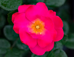 The pink brick is only found in dungeons, and has a 1/3 chance of being used in the world's dungeon upon world creation. Pink Brick House Star Roses And Plants
