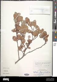 Image result for Mystroxylon