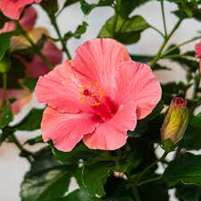 Image result for Hibiscus calyphyllus