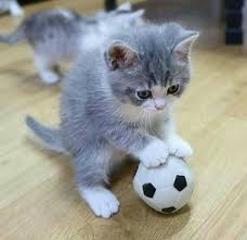 Последние твиты от kitten play (@kittenplaycom). Kitten And Soccer Ball 3 Cats Kittens Cats And Kittens
